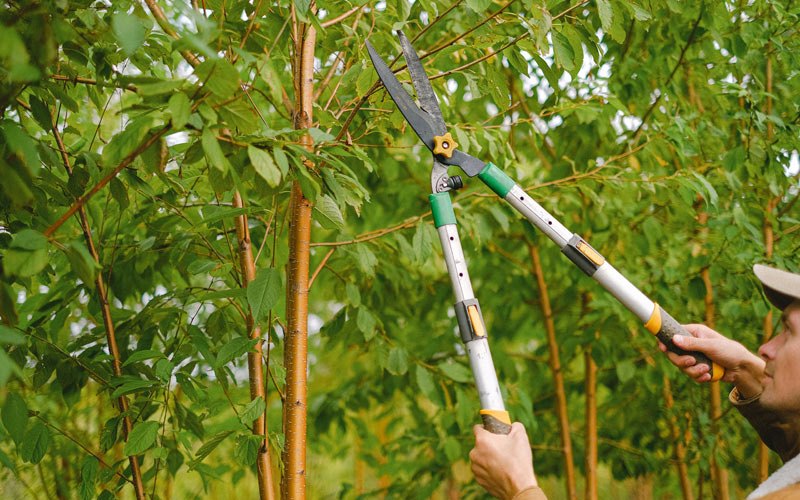 Tree trimming in Mcgregor, ND