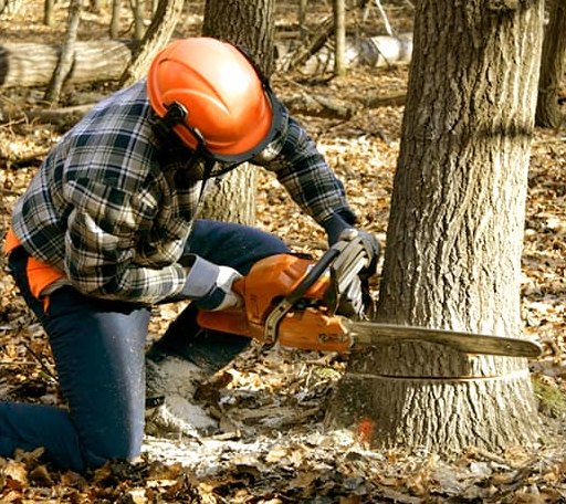Tree Removal in Mcgregor, ND